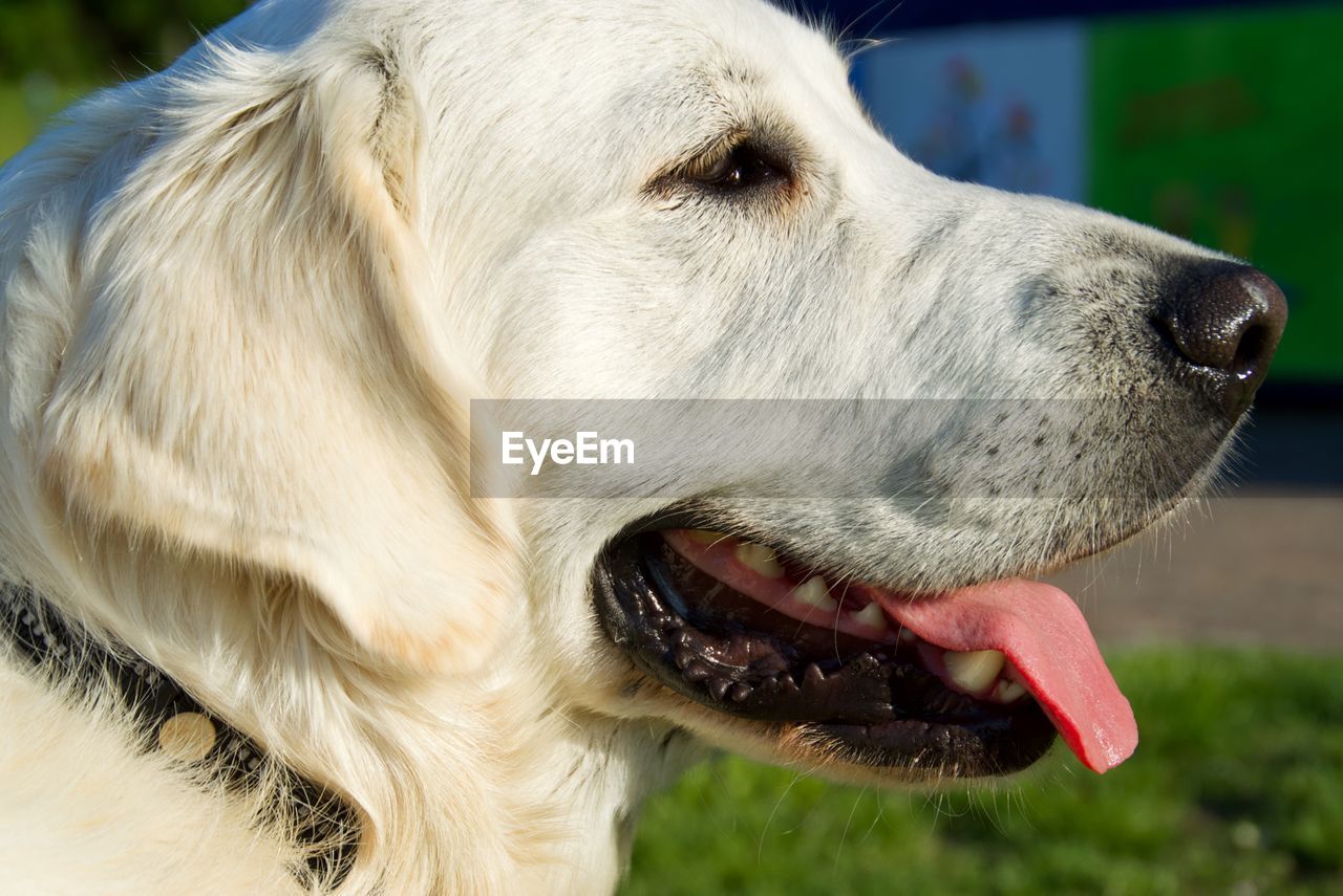 Close-up of a dog looking away. golden retriever.