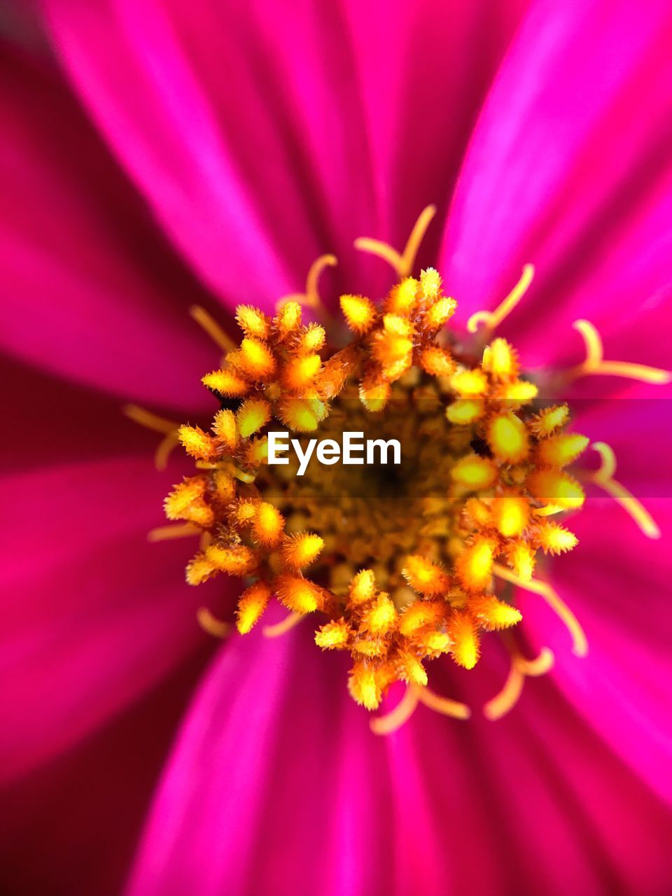 CLOSE-UP OF FLOWER BLOOMING OUTDOORS