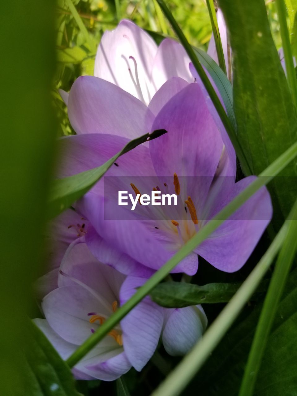 Close-up of purple crocus flowers