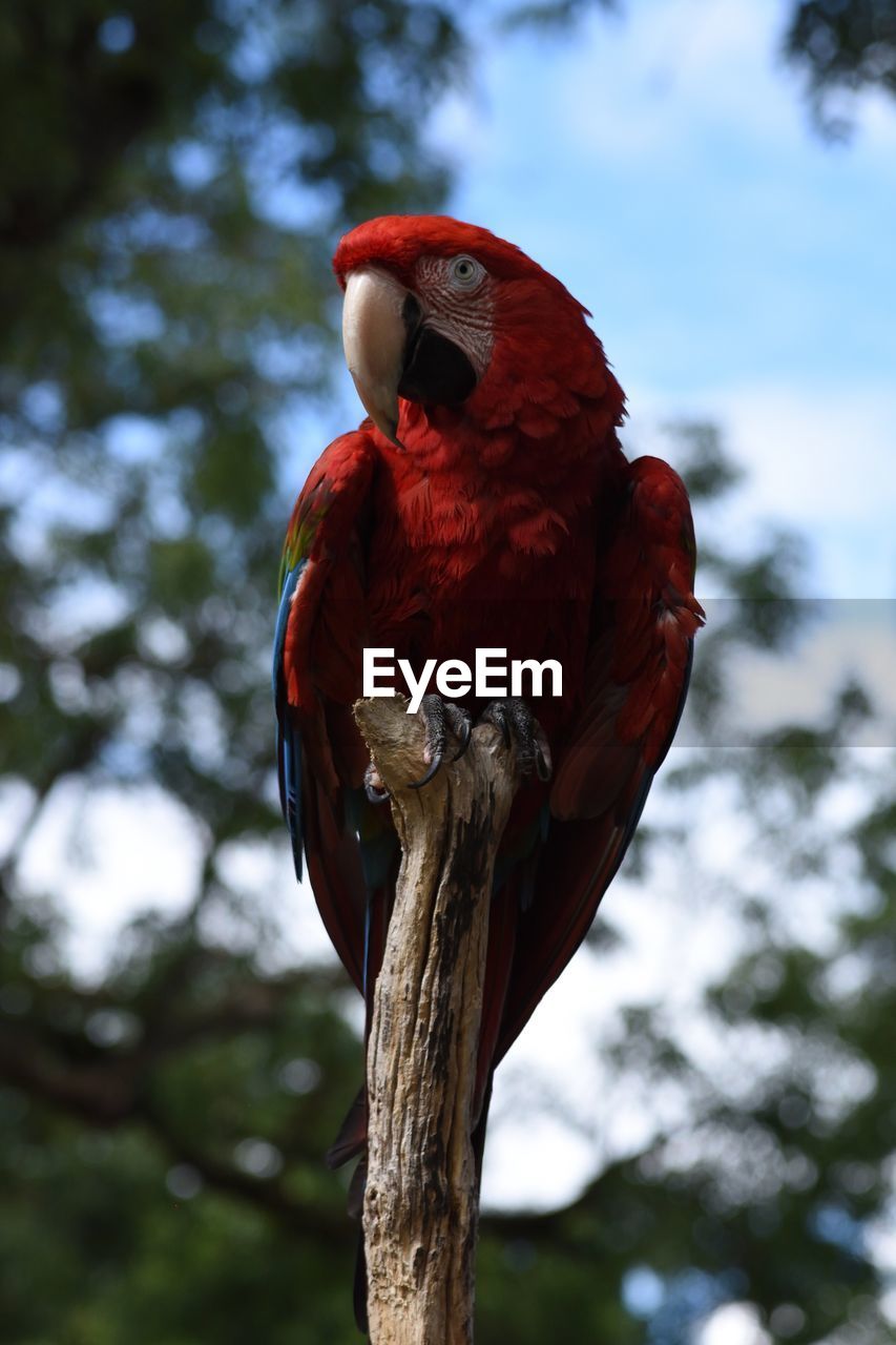 LOW ANGLE VIEW OF PARROT PERCHING ON TREE