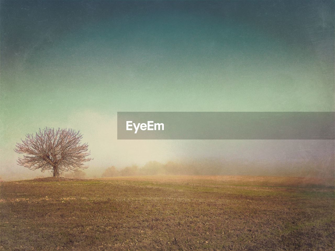 Trees on field against clear sky