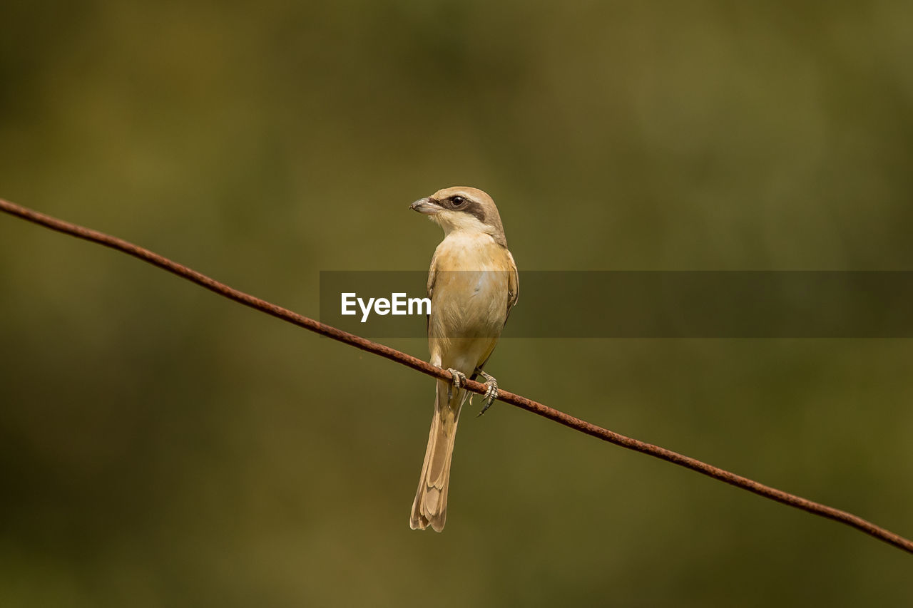 CLOSE-UP OF A BIRD PERCHING ON TWIG