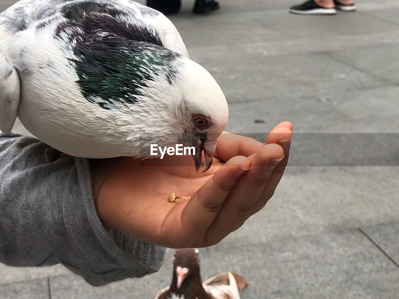 Feeding pigeons 