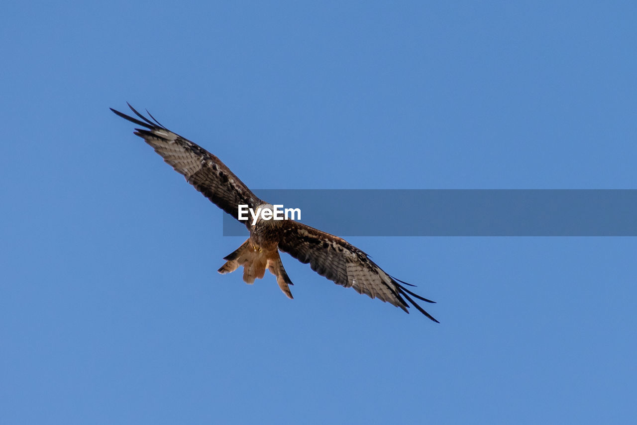 low angle view of eagle flying against clear blue sky