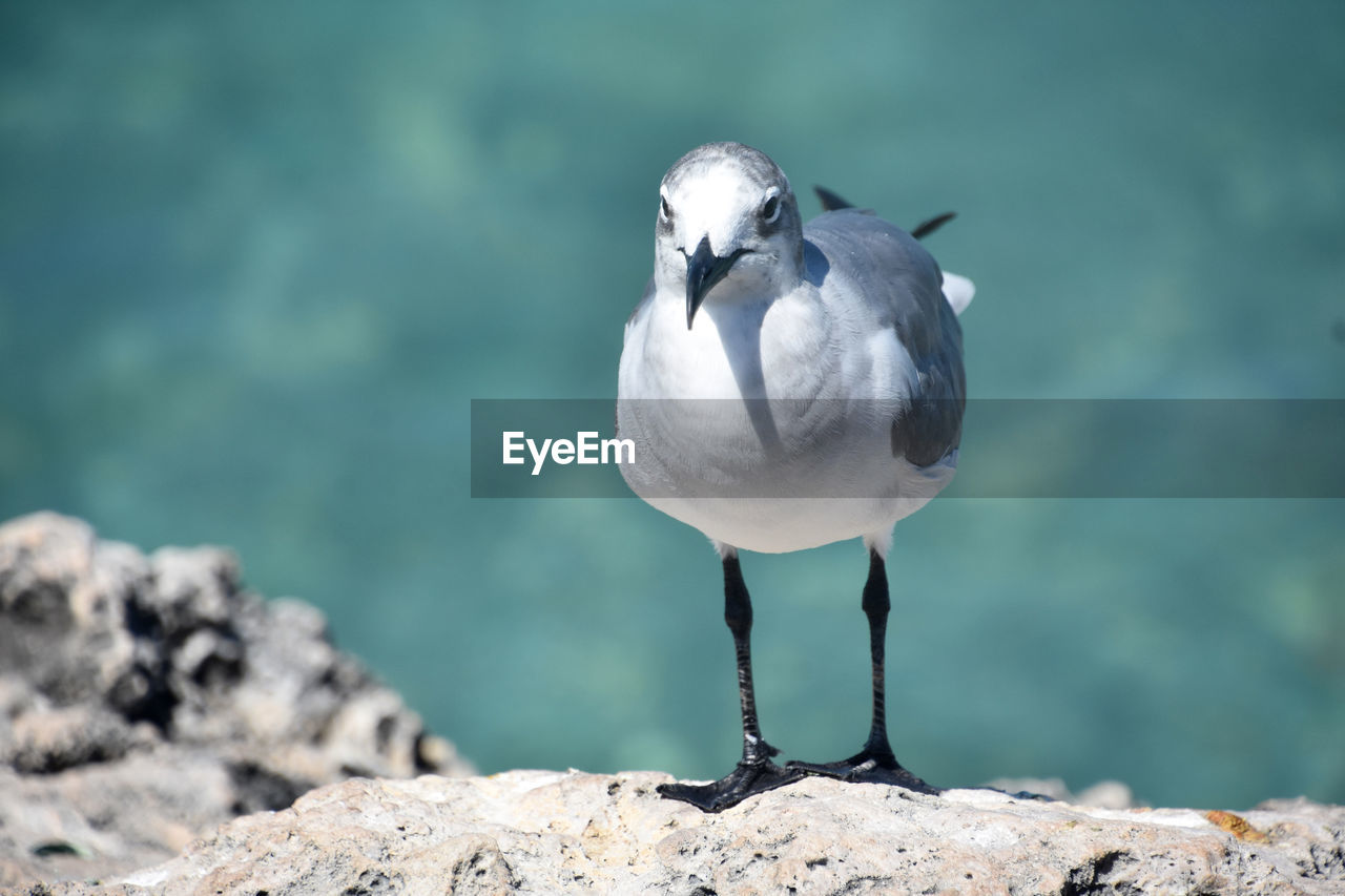 Direct look into the face of a laughing gull in aruba.