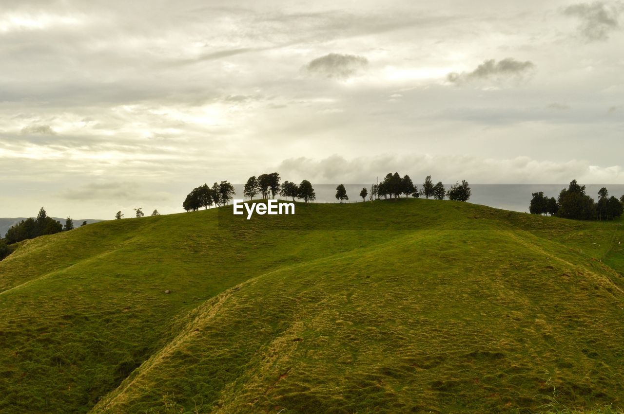 Distance shot of trees on landscape