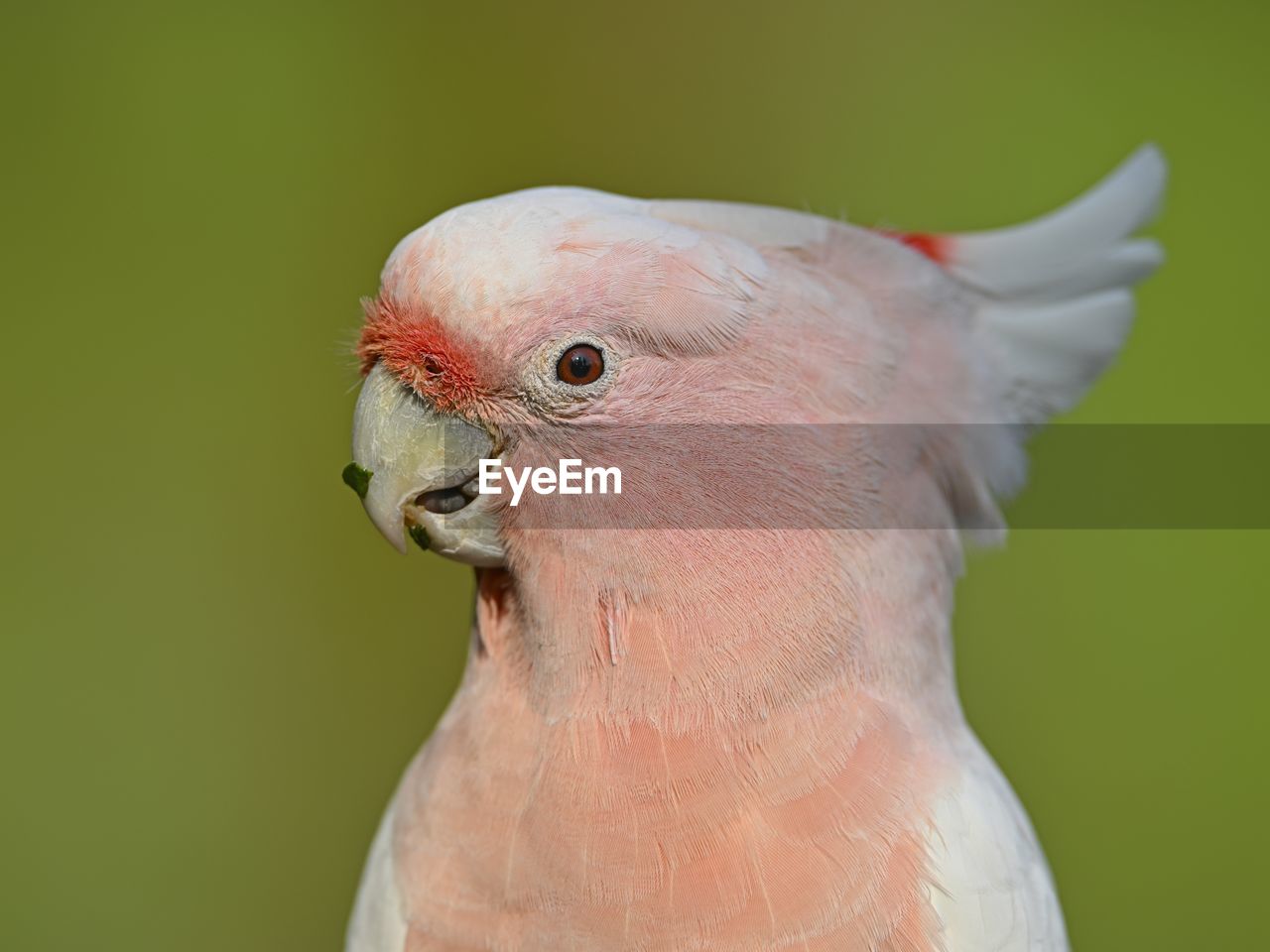 bird, parrot, animal themes, animal, pet, beak, one animal, cockatoo, animal wildlife, animal body part, parakeet, portrait, close-up, nature, green background, feather, animal head, wing, wildlife, colored background, no people, pink, outdoors
