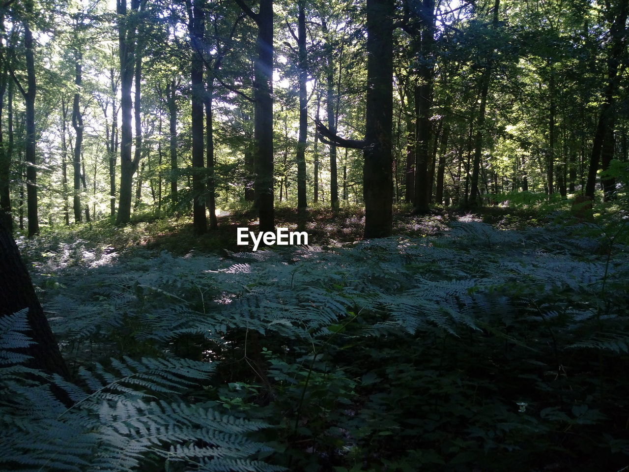 VIEW OF TREES IN FOREST