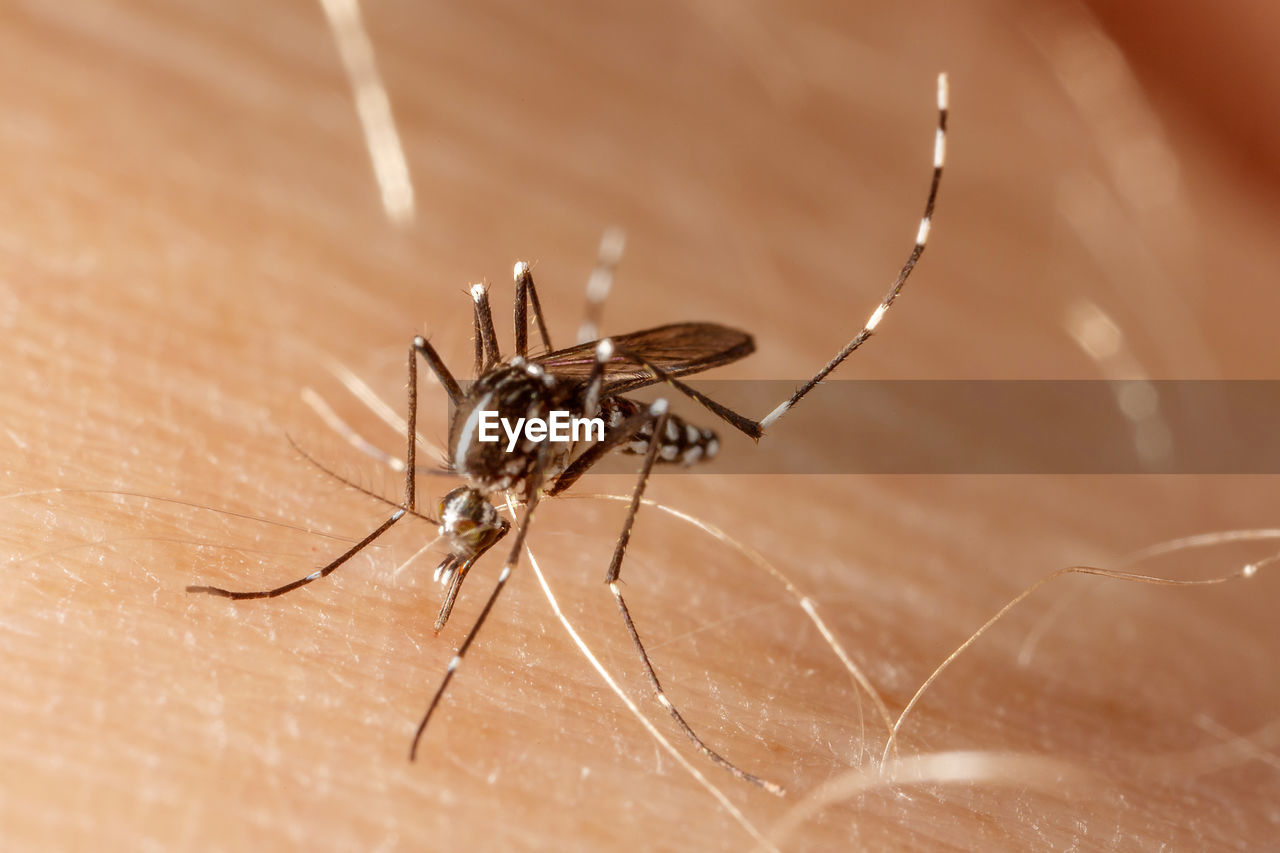 CLOSE-UP OF SPIDER AGAINST BLURRED BACKGROUND