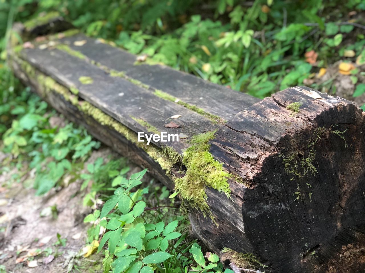 HIGH ANGLE VIEW OF MOSS ON WOODEN WOOD