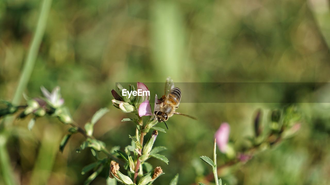 Close-up of bee on plant