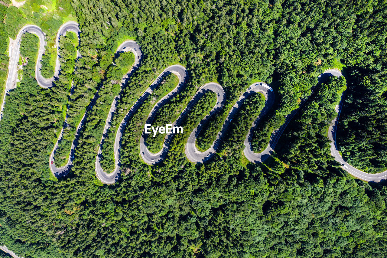 HIGH ANGLE VIEW OF MOSS GROWING ON GREEN PLANTS