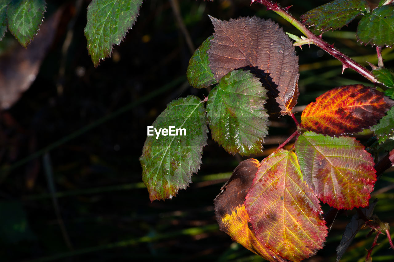 CLOSE-UP OF AUTUMNAL LEAVES AGAINST BLURRED BACKGROUND