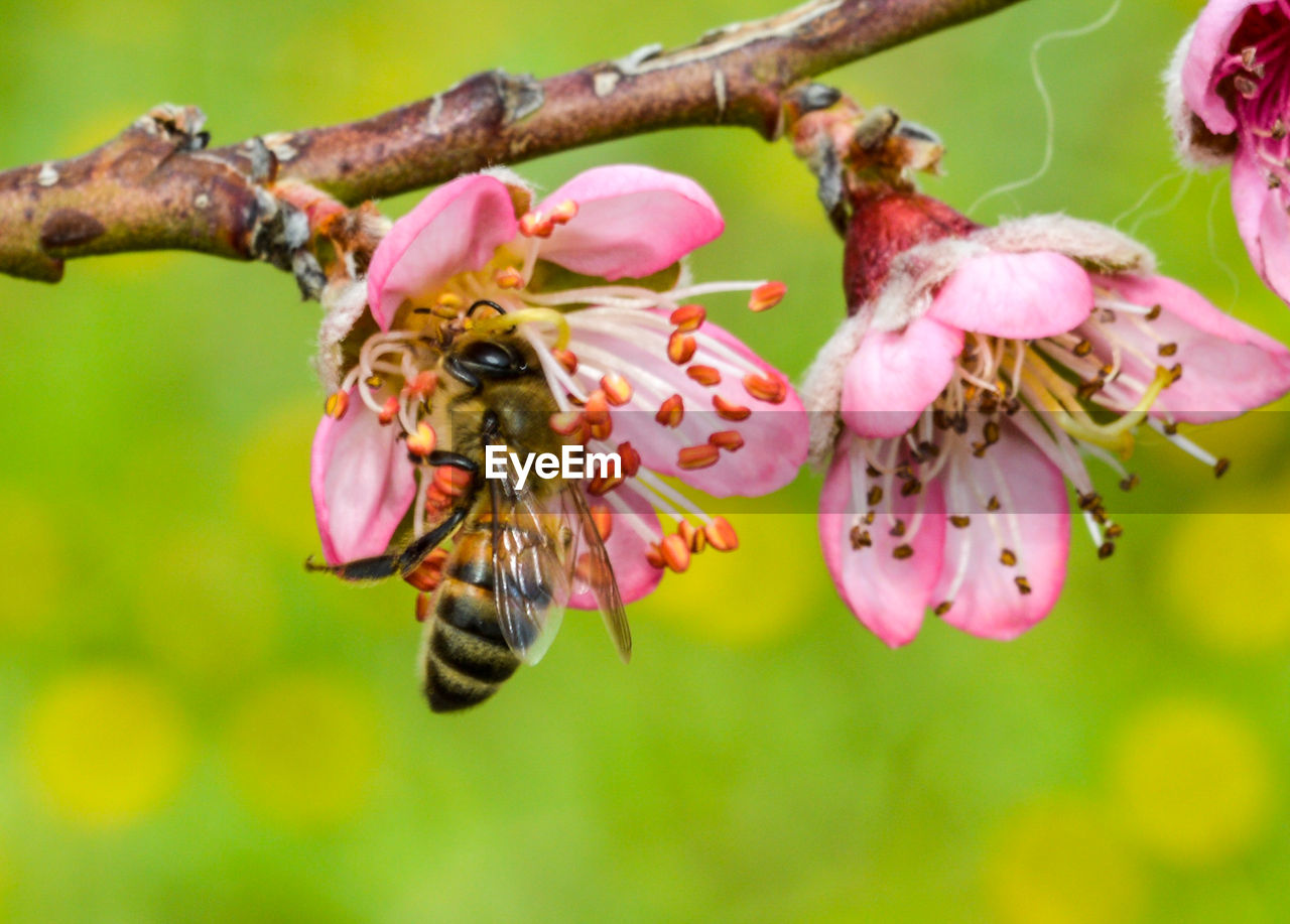 CLOSE-UP OF BEE POLLINATING ON PINK FLOWERS