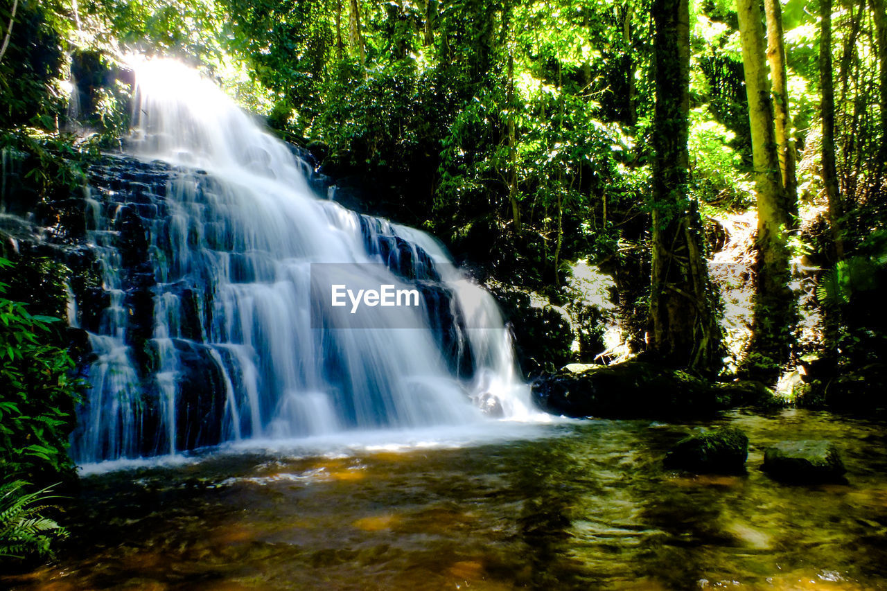 VIEW OF WATERFALL IN FOREST