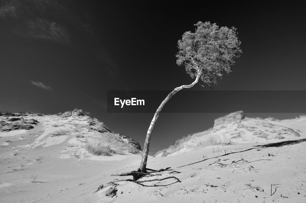 Snow covered tree on field against mountain