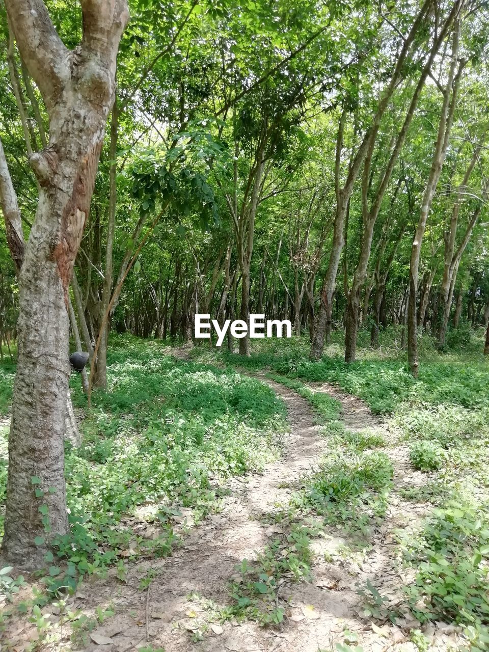 VIEW OF TREES IN FOREST