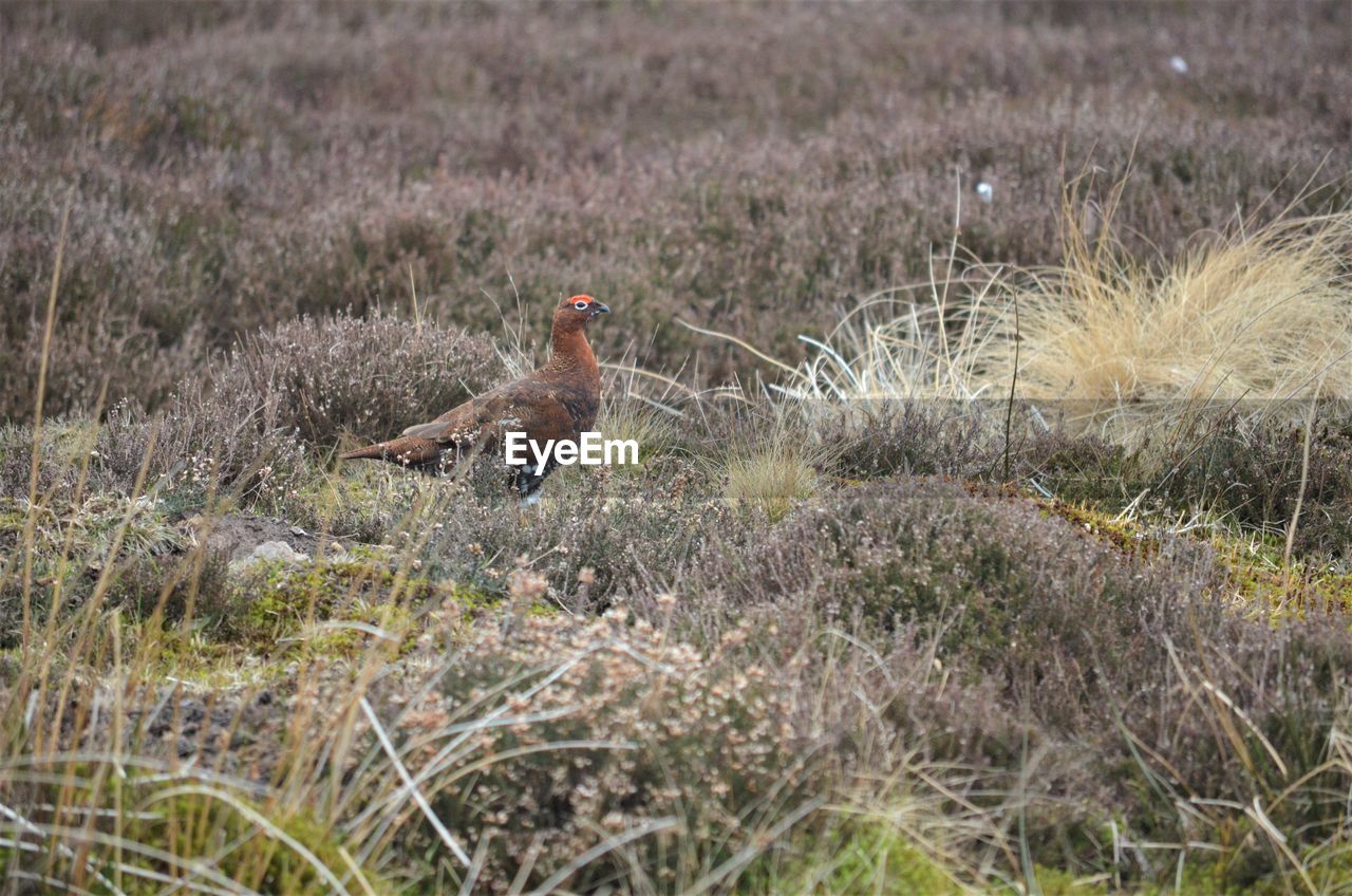 SIDE VIEW OF A DUCK ON LAND