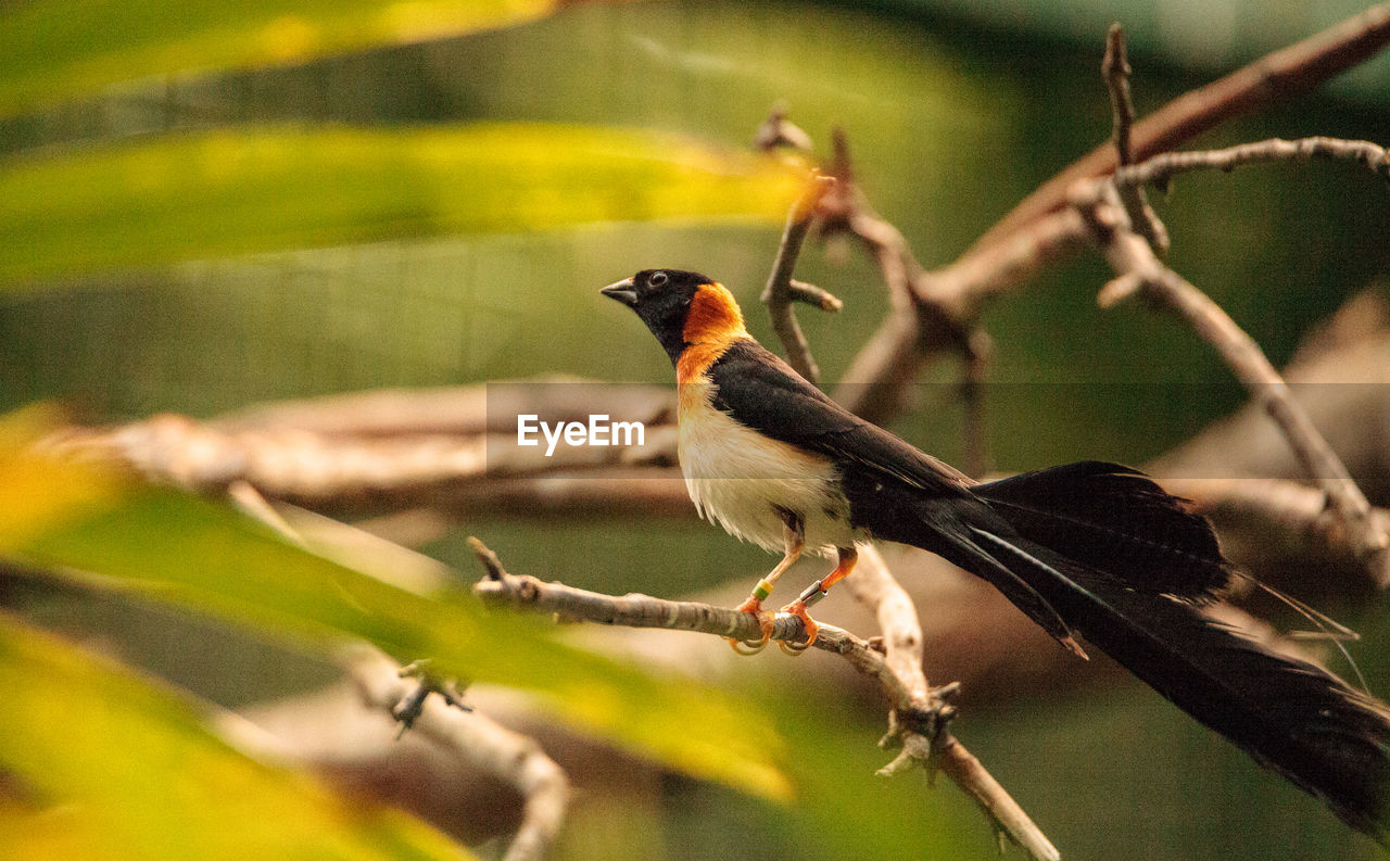 CLOSE-UP OF SPARROW PERCHING ON BRANCH