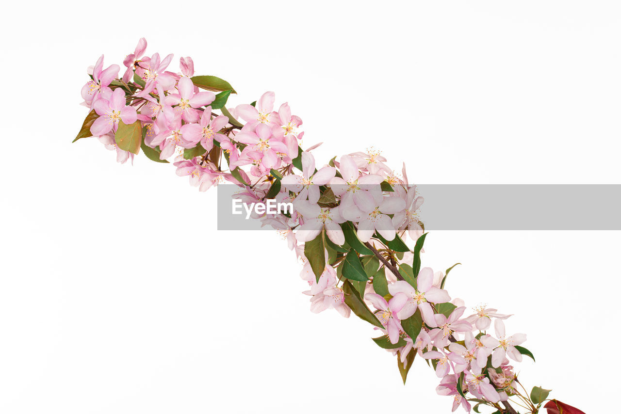 CLOSE-UP OF CHERRY BLOSSOM AGAINST WHITE BACKGROUND