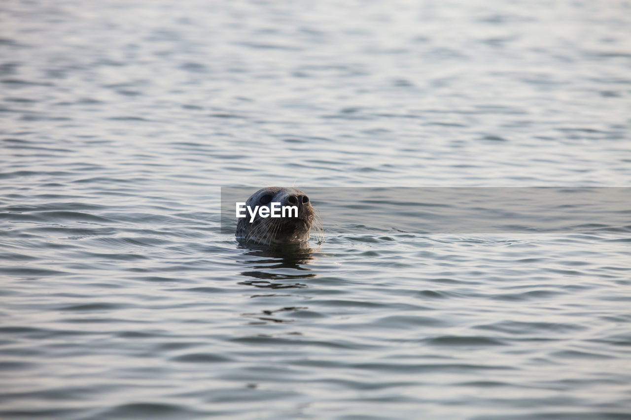 Baltic grey seal head in water