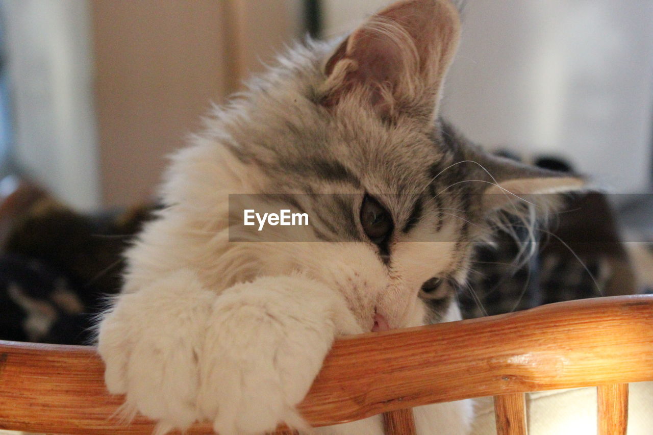 Close-up of cat sitting at home