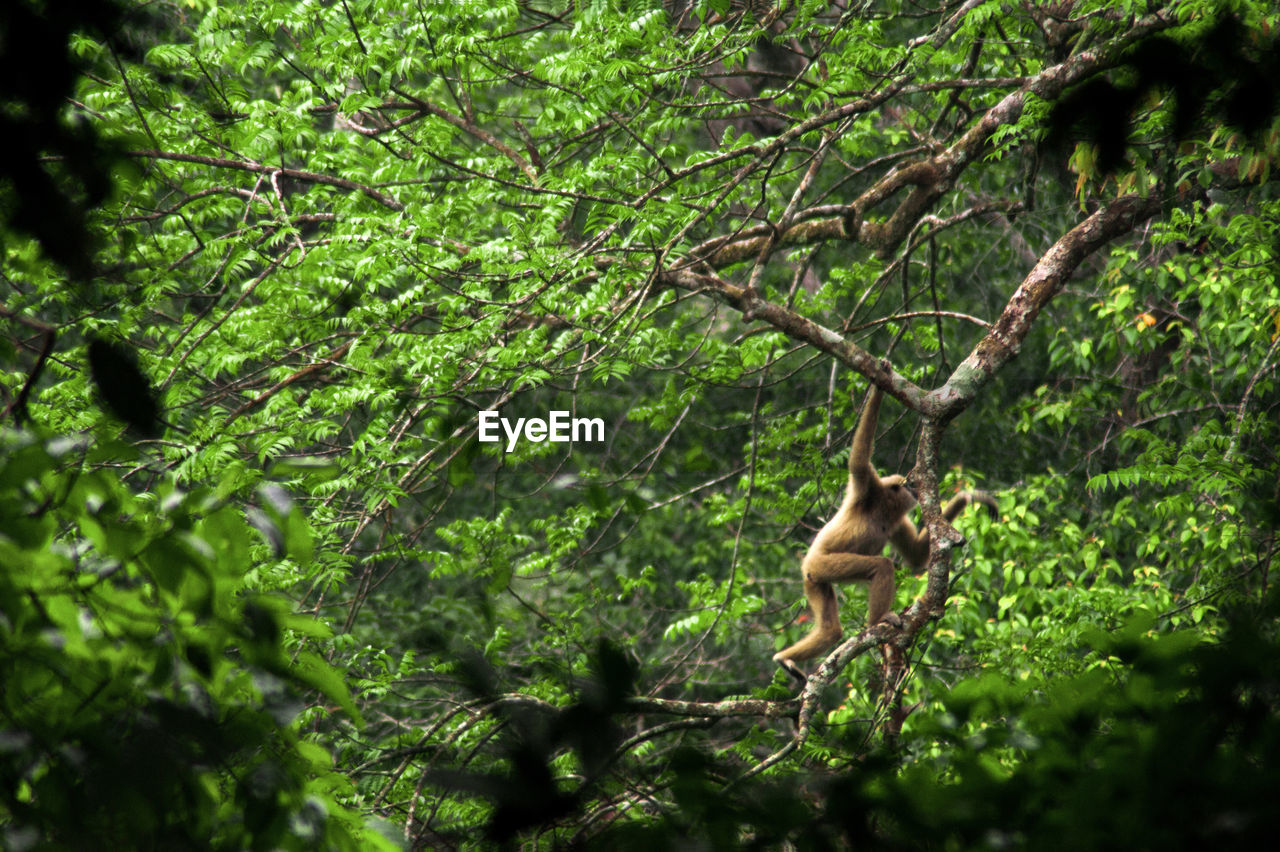 Close-up of monkey moving through the trees in a forest