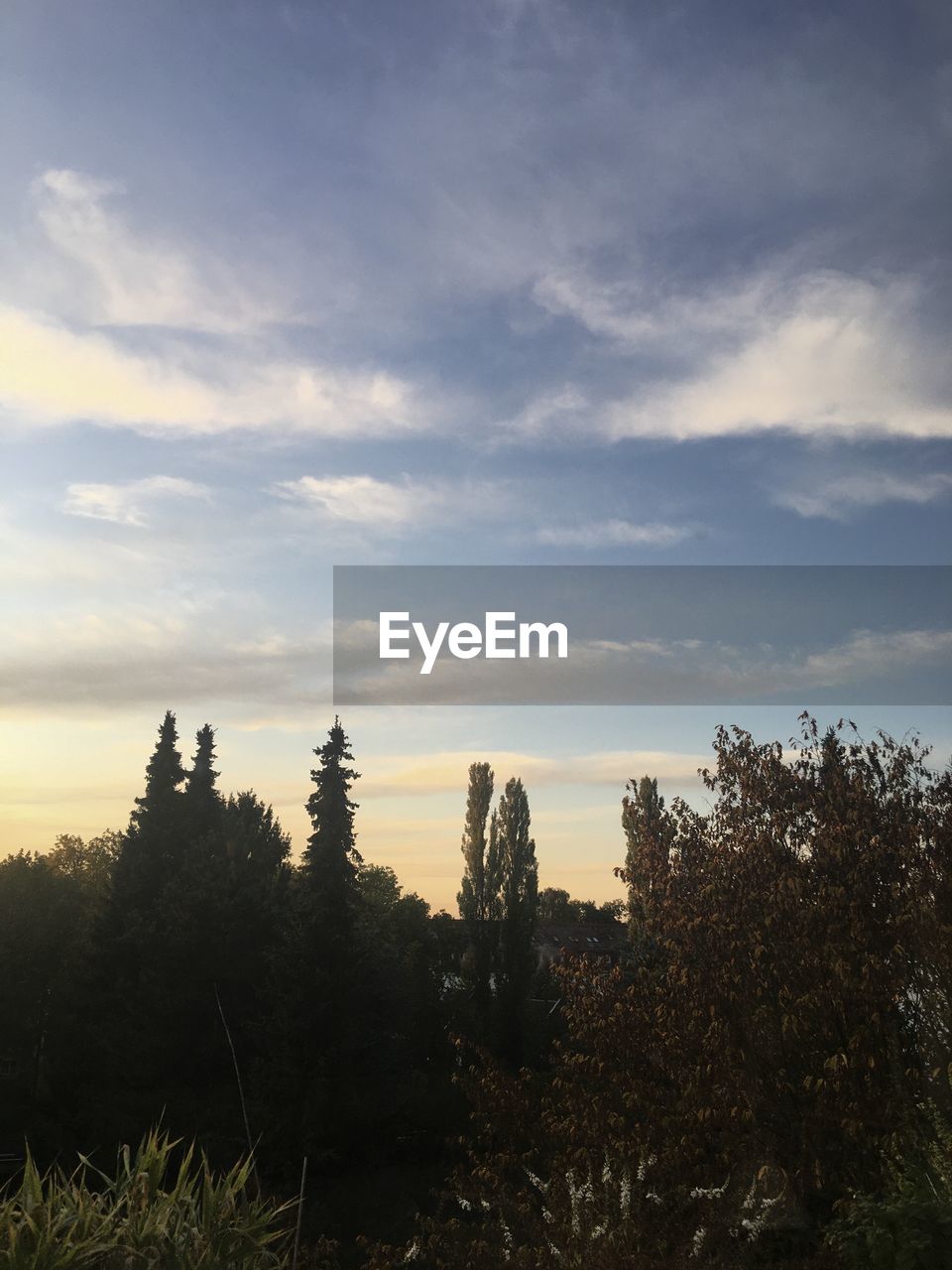 TREES GROWING ON FIELD AGAINST SKY