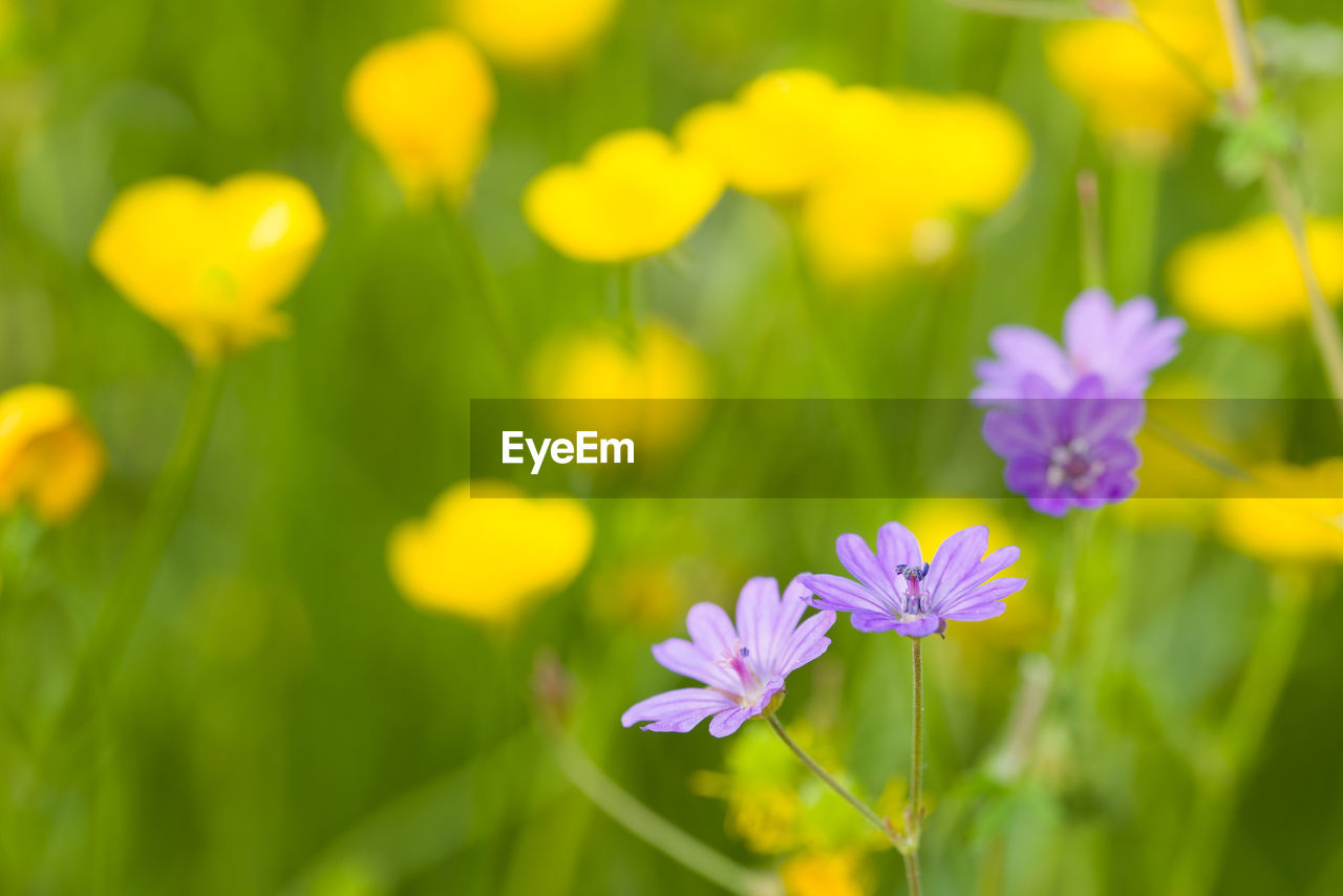 flower, flowering plant, plant, freshness, beauty in nature, meadow, nature, field, close-up, fragility, yellow, flower head, garden cosmos, petal, summer, springtime, green, growth, no people, environment, inflorescence, prairie, plain, purple, grass, wildflower, multi colored, vibrant color, outdoors, focus on foreground, blossom, medicine, land, botany, macro photography, sunlight, selective focus, grassland, flowerbed, landscape, day, healthcare and medicine, plant part, ornamental garden, environmental conservation, leaf