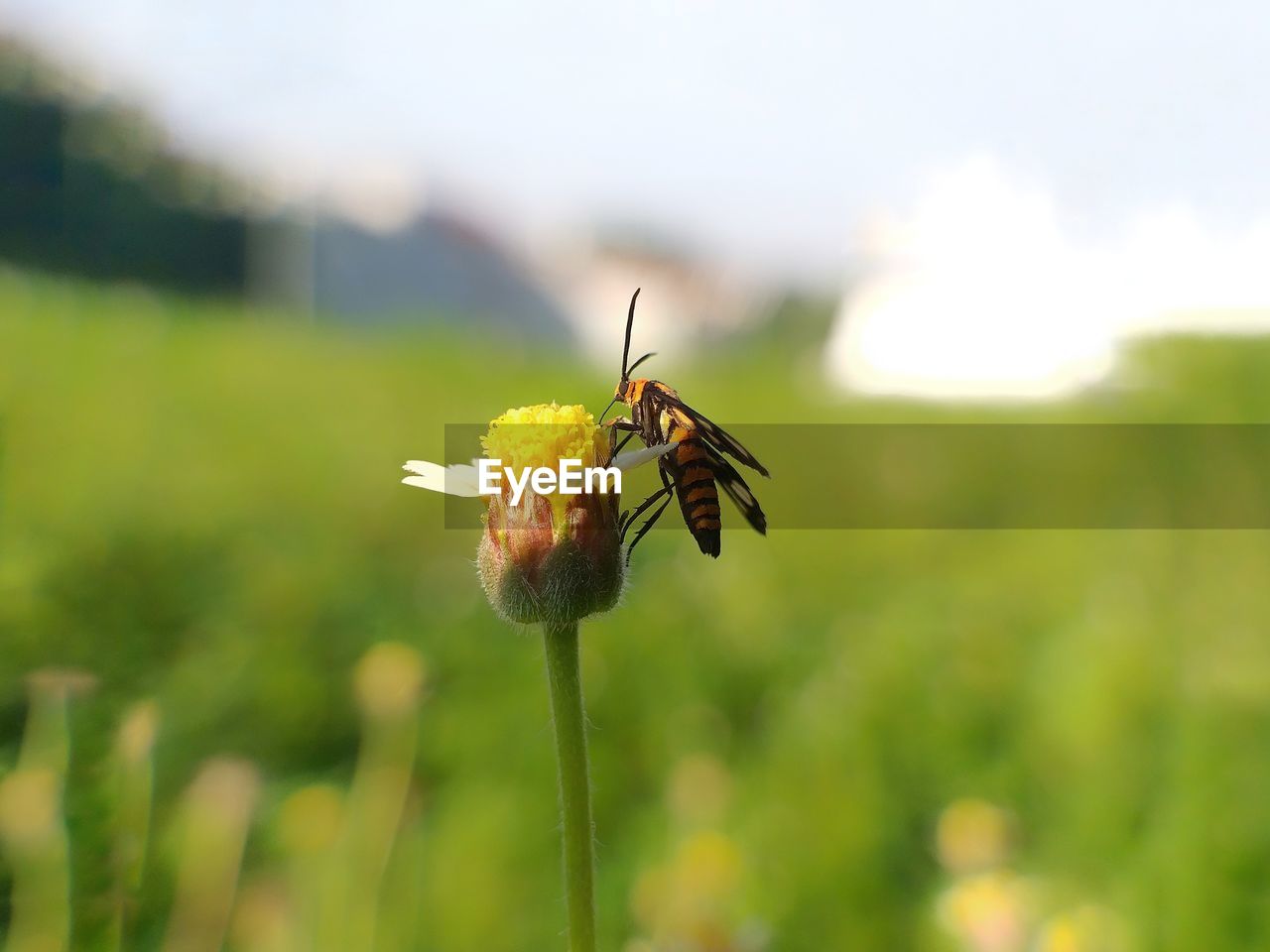 CLOSE-UP OF INSECT POLLINATING FLOWER