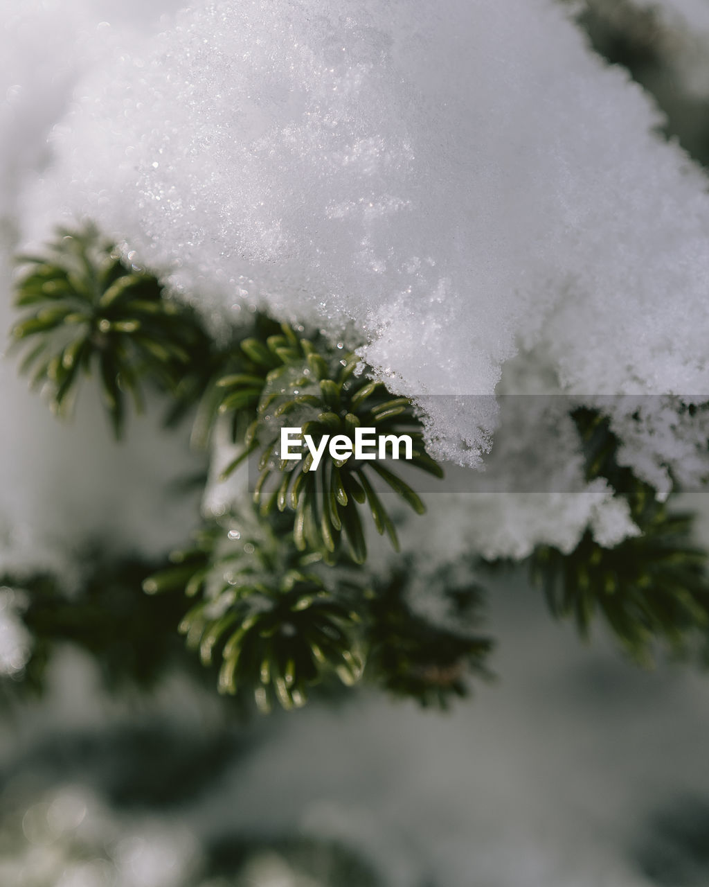 CLOSE-UP OF FROZEN PINE TREE
