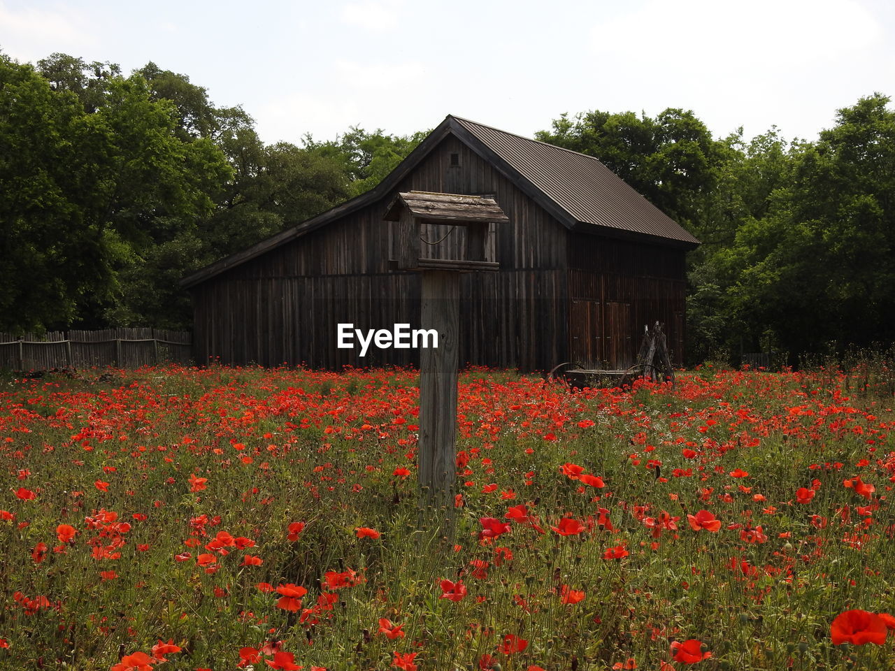 Red poppies blooming by barn on field