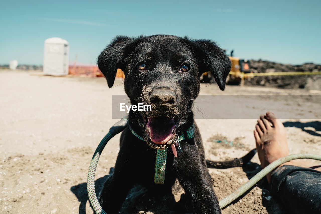 Portrait of dog on beach