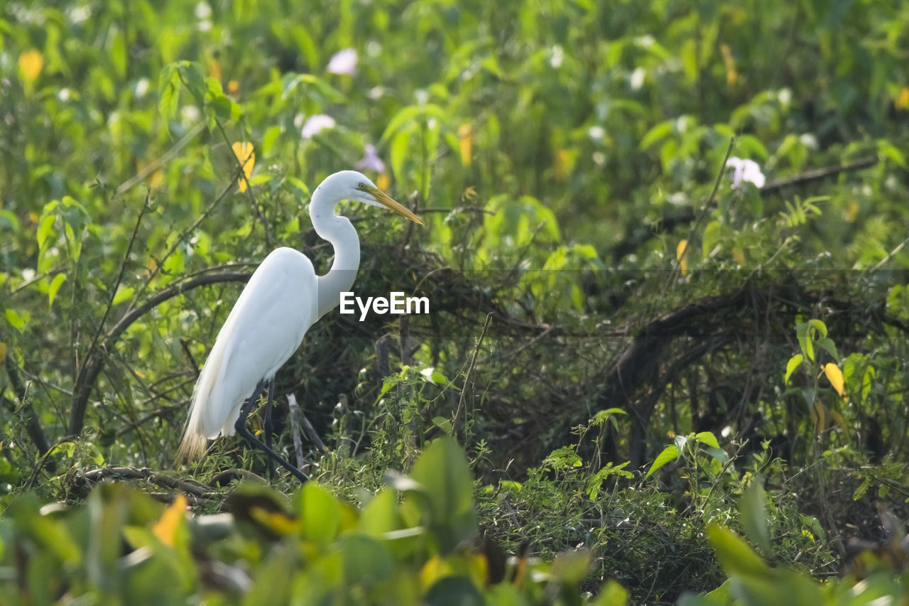 close-up of egret on field