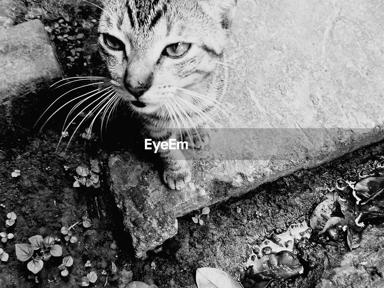 HIGH ANGLE VIEW OF CAT ON WALL