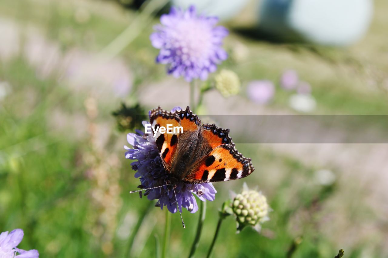 Close-up of butterfly pollinating on purple flower