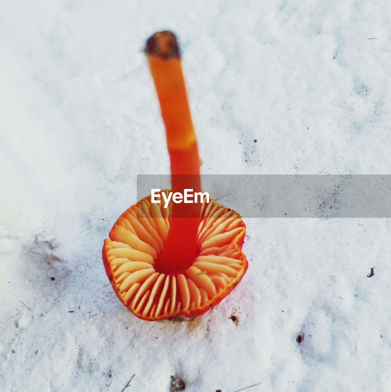 Close-up of orange mushroom on white retaining wall