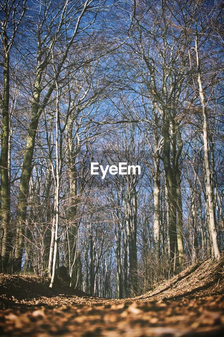 Bare trees in forest against sky