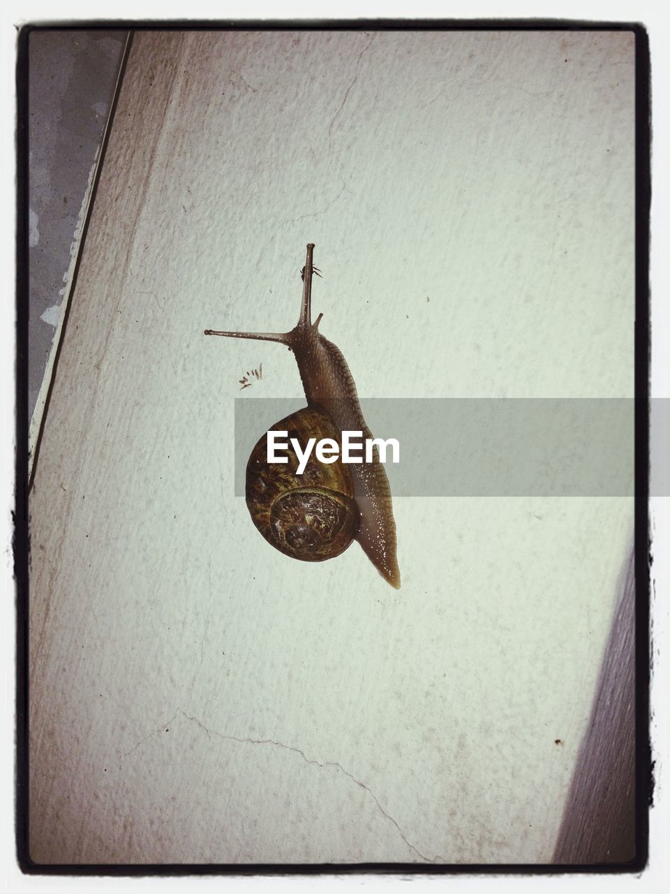 Close-up of snail on wall