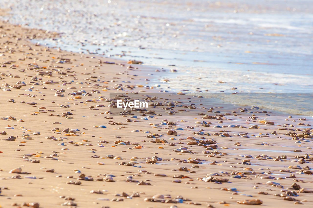 Seashells on beach