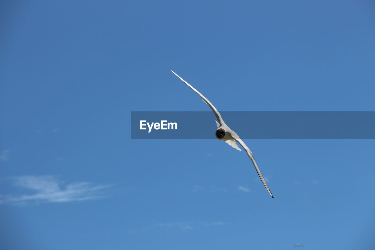 Low angle view of bird flying against blue sky