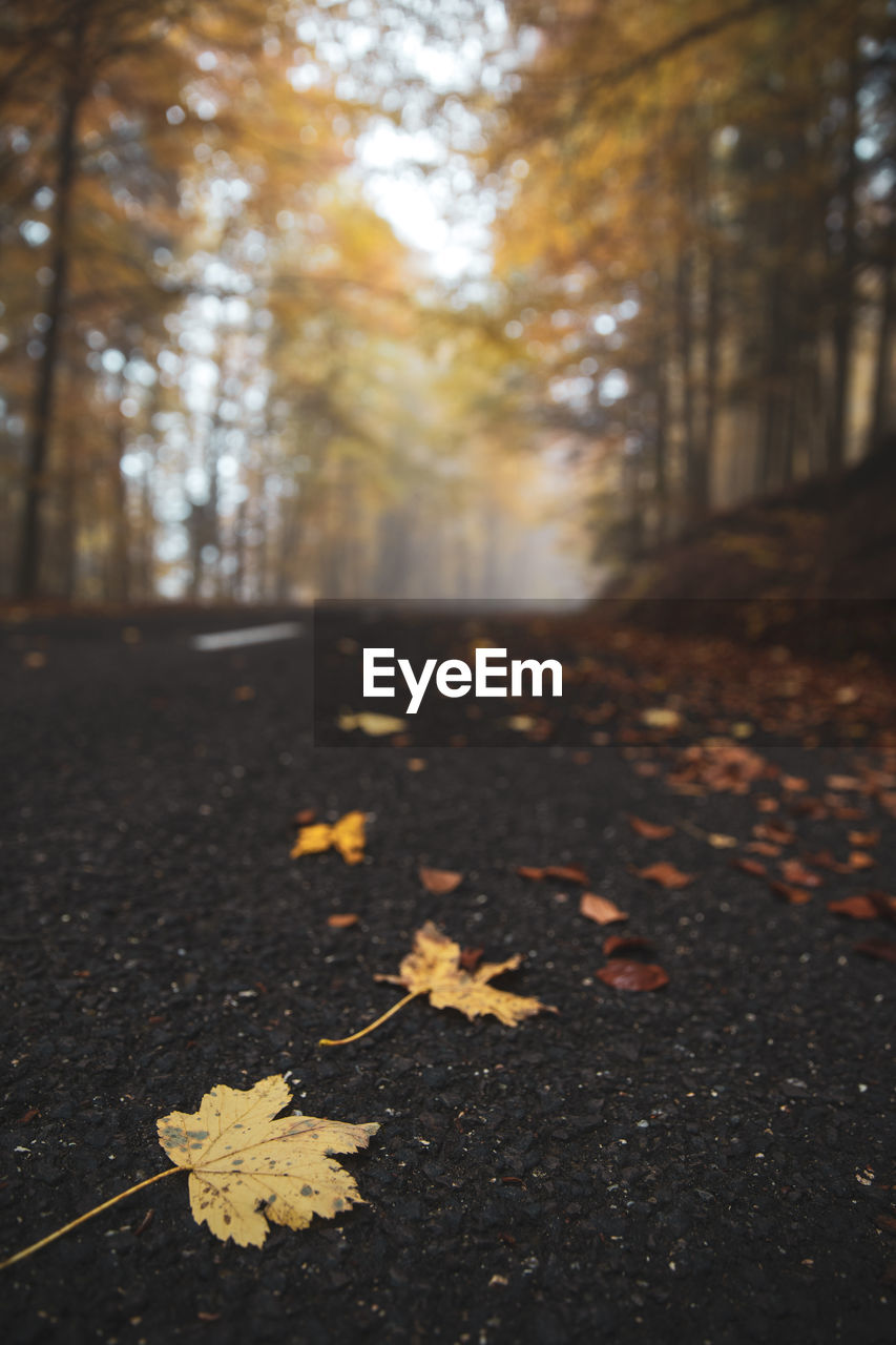 Autumn leaves fallen on asphalt road in the foggy forest.  autumn nature background