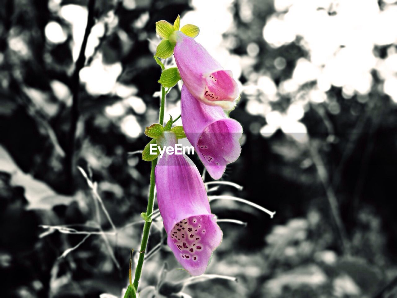 Flower with three pink bells