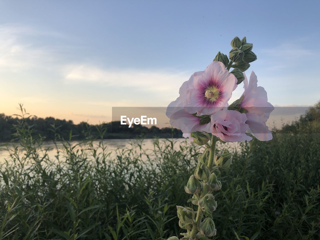 Close-up of pink flowering plants against river on sunset