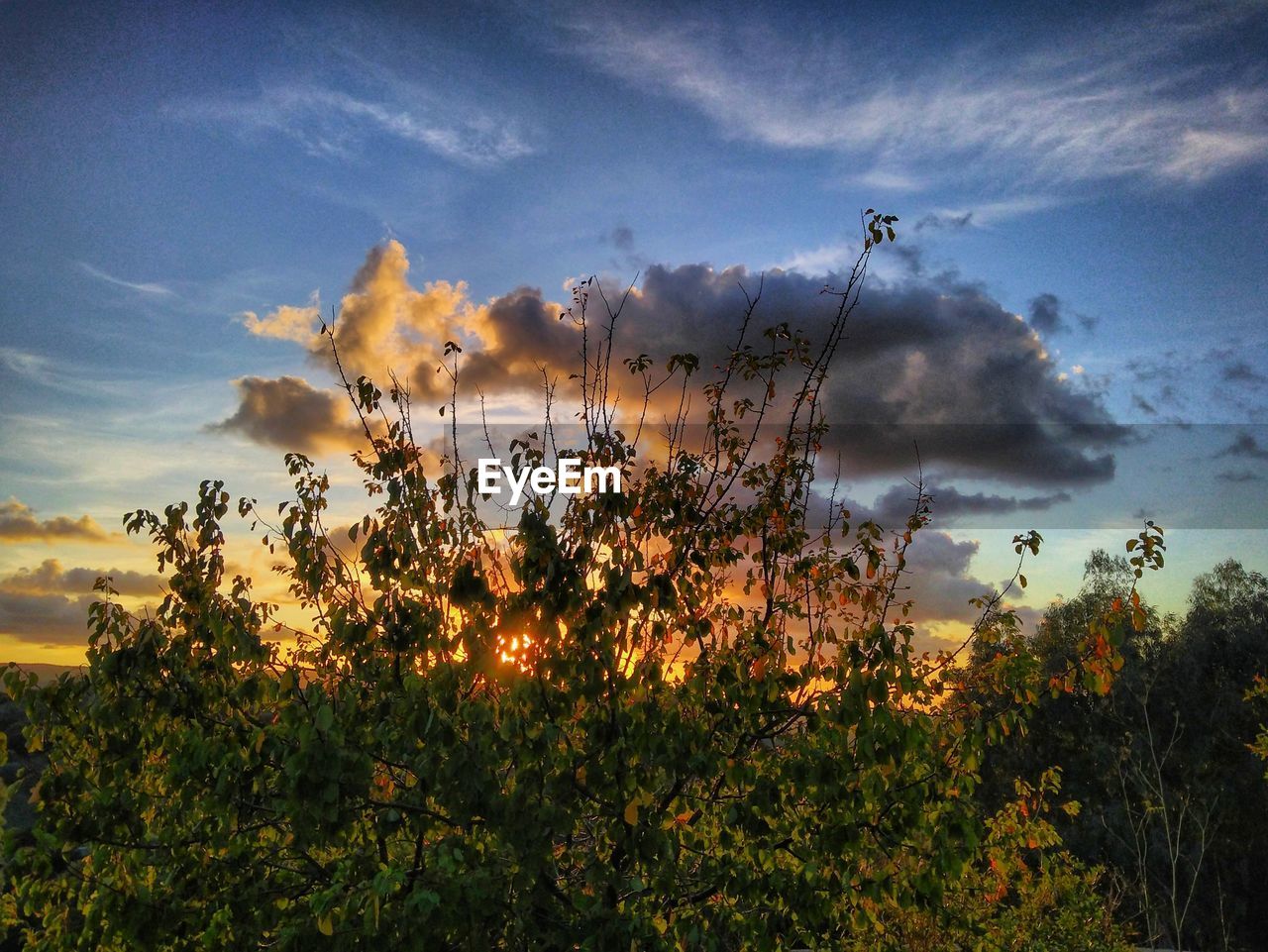 PLANTS AND TREES DURING SUNSET