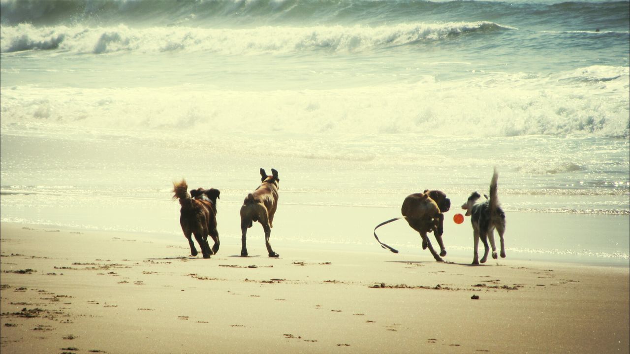 Dogs playing on beach