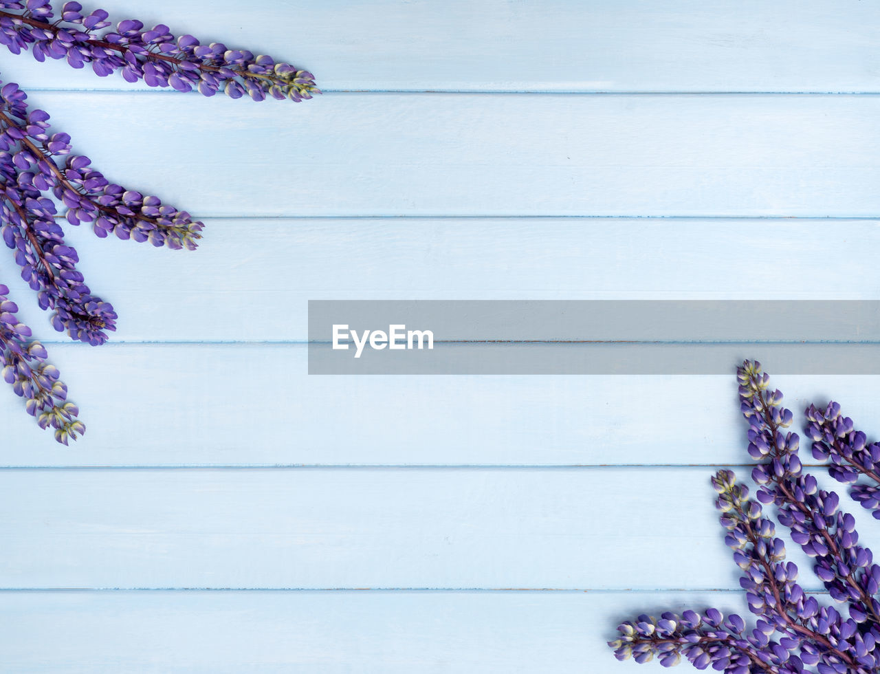 CLOSE-UP OF PURPLE FLOWERING PLANT