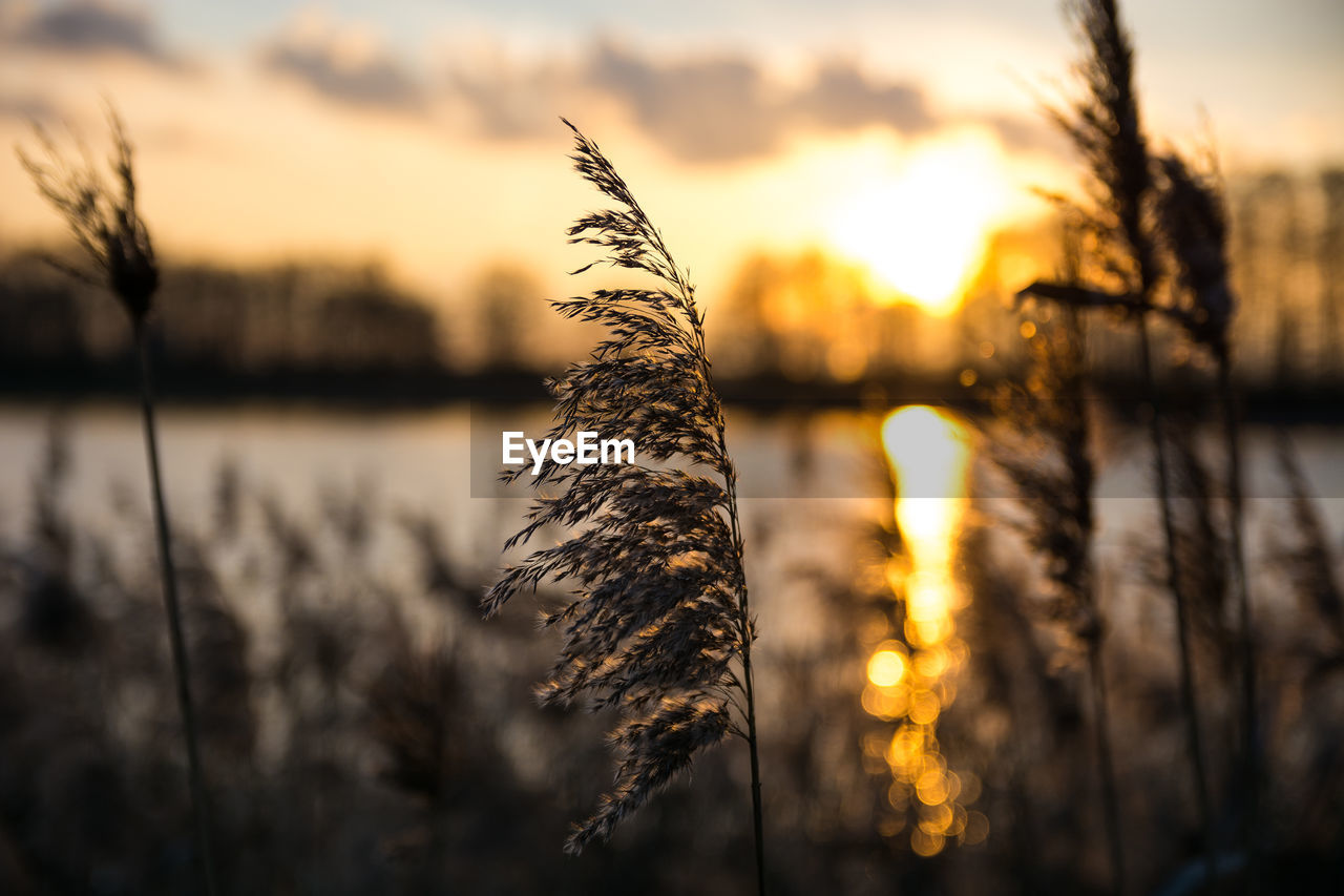 Close-up of water against sky during sunset