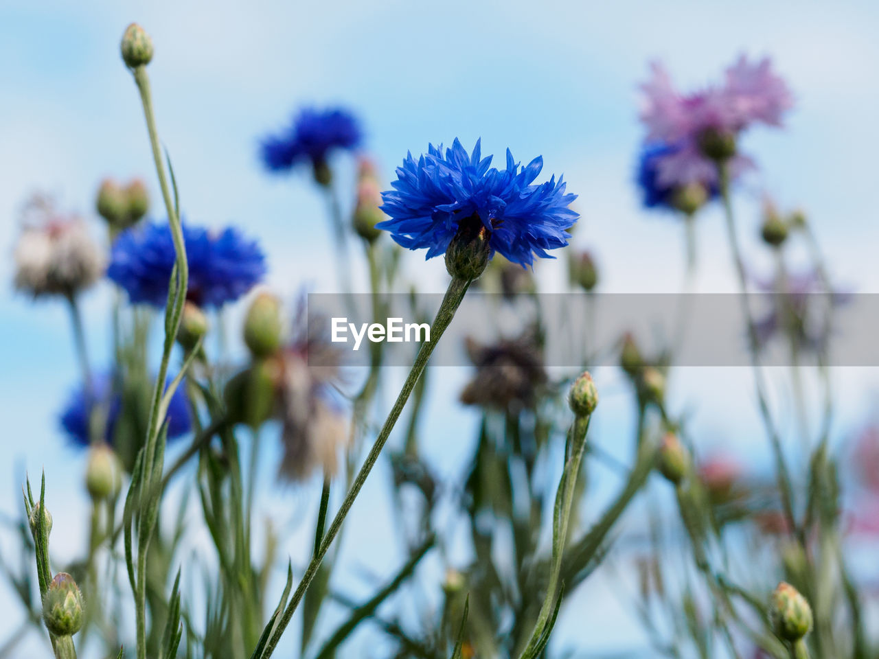 CLOSE-UP OF FRESH PURPLE FLOWERS BLOOMING IN GARDEN