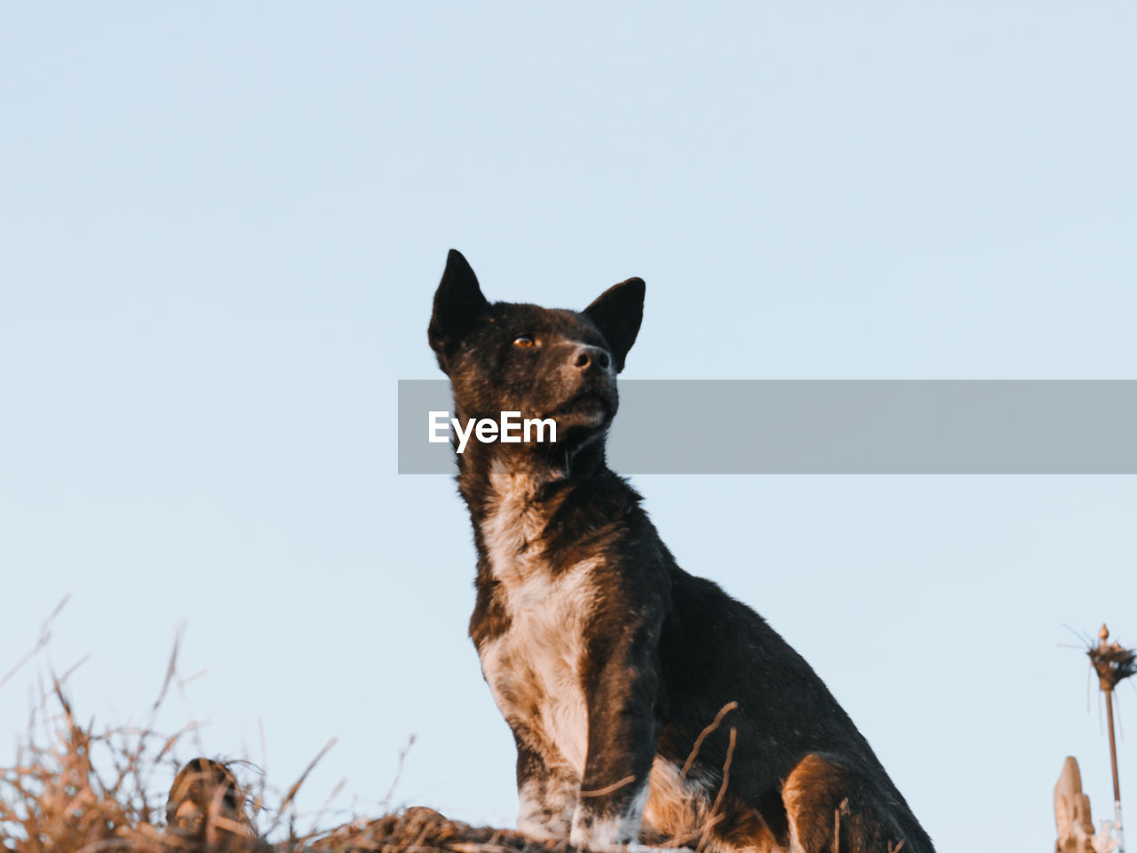 Low angle view of dog against clear sky